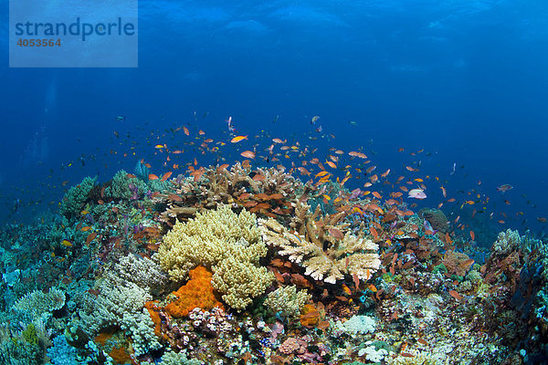 Farbenprächtiges Korallenriff mit Fahnenbarschen (Anthiinae)  Indonesien  Südostasien