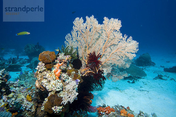Korallenriff bewachsen mit Gorgonien (Scleraxonia)  Indonesien  Südostasien