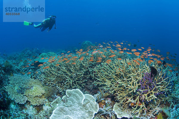 Farbenprächtiges Korallenriff  Taucher  Indonesien  Südostasien
