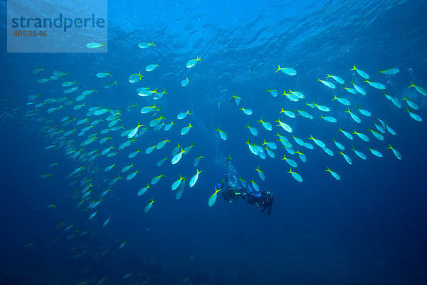 Taucher schwimmen in einem Schwarm Gelbrücken-Füsiliere (Caesio teres) Fischschwarm