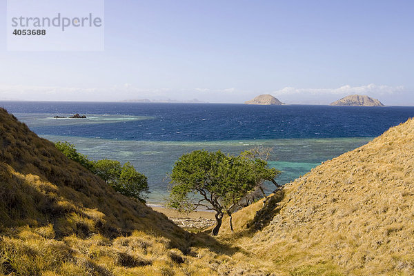 Flora auf Komodo mit Akazien (Acacia tomentosa) und Steppengras (Imperata cylindrica) das als Baumaterial für Hüttendächer verwendet wird  Komodo National Park  Komodo  Indonesien  Südostasien