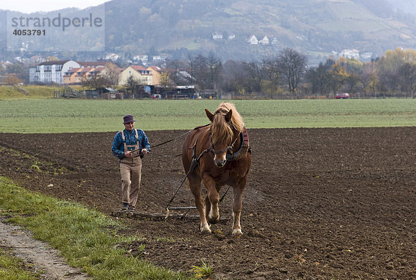 Ein Bauer mit einem Pferd pflügt ein Feld  Hessen  Deutschland  Europa