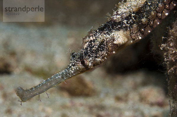 Flügel-Seenadel (Halicampus macrorhynchus)  Indonesien  Südostasien