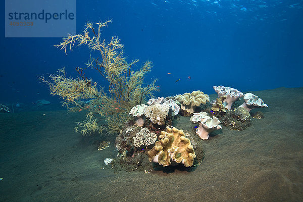 Schwarze Koralle (Antipathes sp.) auf schwarzem Meeresboden vulkanischen Ursprungs  Indonesien  Südostasien