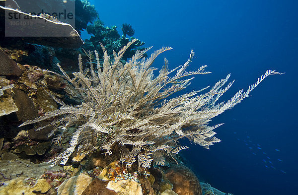 Gefährliches Meerestier  Hydroid  Zypressen-Nesselfarn (Aglaophenia cupressina)  Indonesien  Südostasien