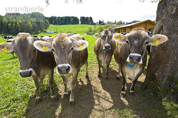 Mit zwei Ohr-marken gekennzeichnete Rinder  gemäß der Viehverkehrsverordnung  Steiermark  Österreich  Europa