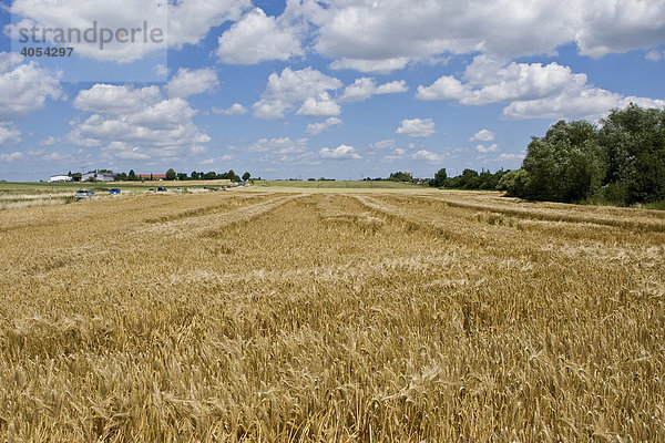 Reife Gerste (Hordeum vulgare) mit auf dem Boden liegendem Getreide nach Windschlag und Regen  Wetterau  Hessen  Deutschland