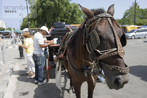 Pferdekutsche in der Altstadt von Havanna  Kuba  Cuba  Karibik