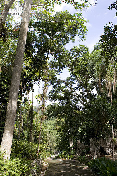 Botanischer Garten im Naturpark Soroa  Cuba  Karibik