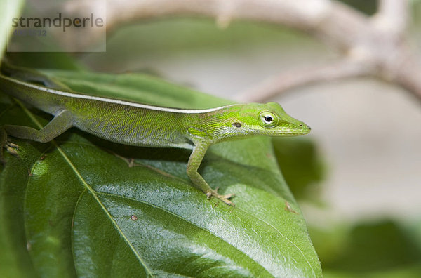 Tropische grüne Eidechse  Botanischer Garten im Naturpark Soroa  Cuba  Karibik