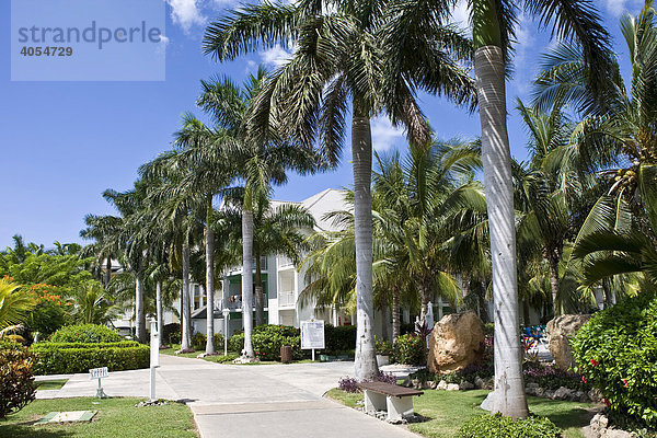 Königspalmen in Hotelanlage  Hotel Tryp Peninsula  Varadero  Kuba  Cuba  Karibik  Amerika