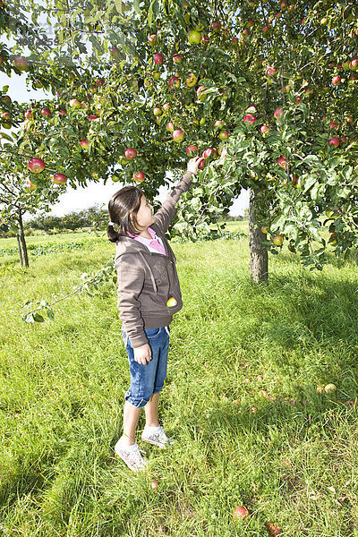 Junges Mädchen  ca. 11 Jahre  pflückt Apfel von einem Apfelbaum  Hessen  Deutschland  Europa