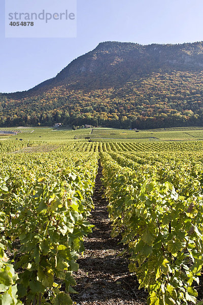 Wein der Sorte Chasselas in einem Weinberg bei Lausanne  Kanton Waadt  Schweiz  Europa