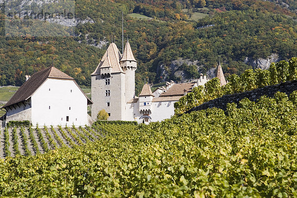 Chateau d'Aigle in den Weinbergen um Lausanne  Kanton Waadt  Schweiz  Europa