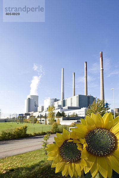 Dampfkraftwerk der Firma Eon und Sonnenblumen  Großkrotzenburg  Hessen  Deutschland  Europa