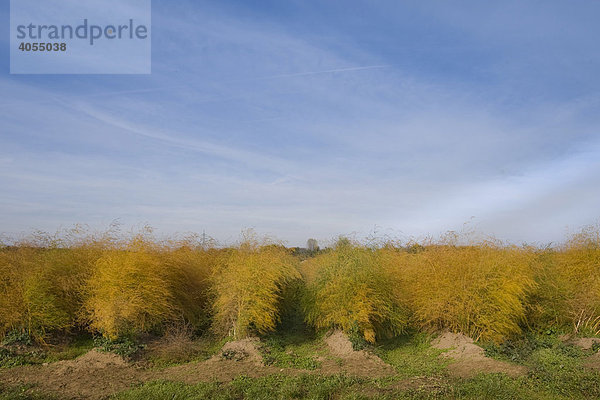 Feld mit ausgeblühtem Gemüsespargel oder Gemeiner Spargel (Asparagus officinalis L.)  Hessen  Deutschland  Europa