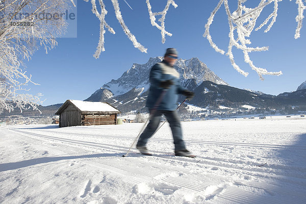 Heuschuppen und Skilangläufer  hinten die Zugspitze  Tirol  Österreich  Europa