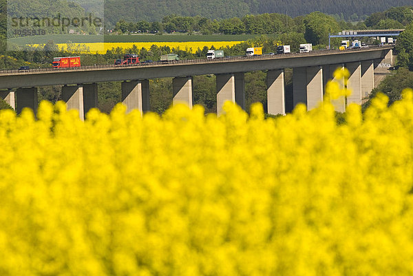 Rapsfeld in Blüte  dahinter Brohltalbrücke  Autobahn A61  Deutschland  Europa