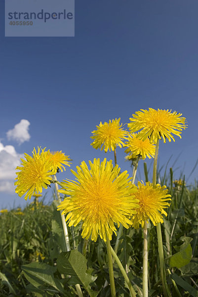 Löwenzahn (Taraxacum officinale)