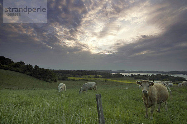 Kühe auf einer Weide an der Lieps in der Endmoräne  Usadel  Mecklenburg-Vorpommern  Deutschland  Europa