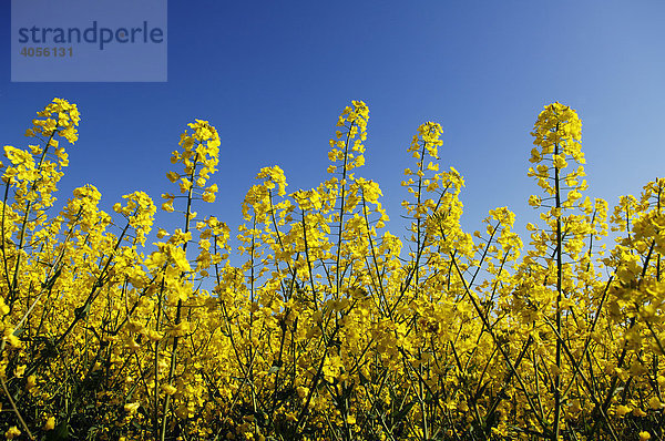 Rapsblüten (Brassica napus)  Schönberg  Mecklenburg-Vorpommern  Deutschland  Europa