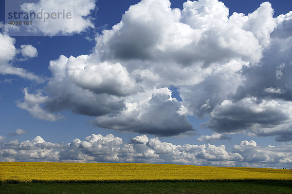 Blühendes Rapsfeld (Brassica napus) mit Haufenwolken (Cumulus congestus)  Krembz  Mecklenburg-Vorpommern  Deutschland  Europa