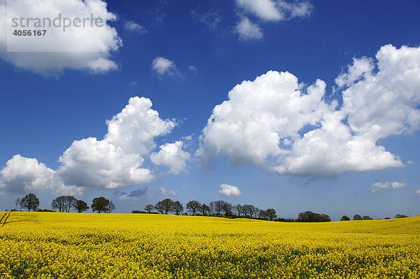 Blühendes Rapsfeld (Brassica napus)  Krembz  Mecklenburg-Vorpommern  Deutschland  Europa