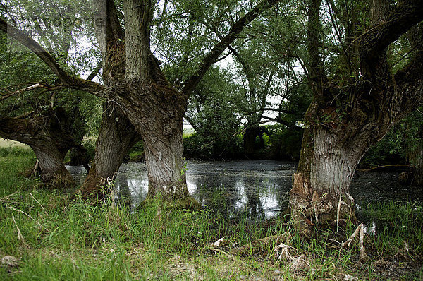 Alte Weiden (Salix cinerea) an einem Soll  Othenstorf  Mecklenburg-Vorpommern  Deutschland  Europa