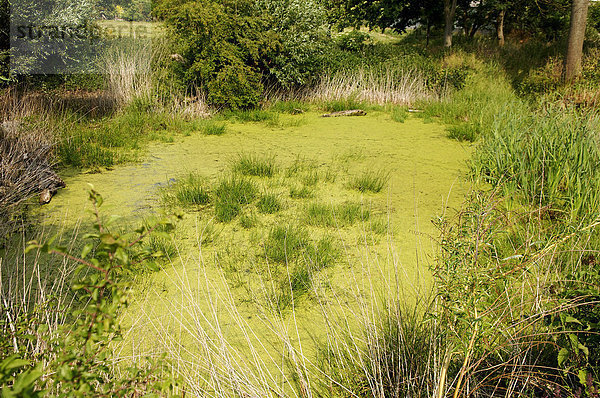 Teich mit Wasserlinsen (Lemna minor)  Othenstorf  Mecklenburg-Vorpommern  Deutschland  Europa
