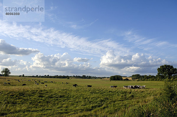 Kühe auf der Weide  Rhena  Mecklenburg-Vorpommern  Deutschland  Europa