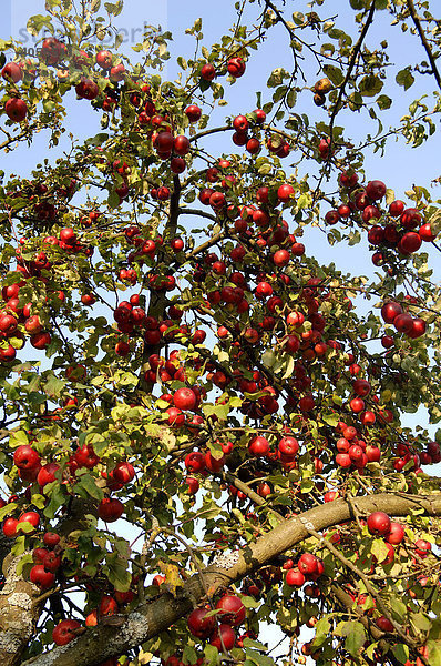 Apfelbaum mit roten Äpfeln  Detail  Freiröttenbach  Oberfranken  Bayern  Deutschland  Europa