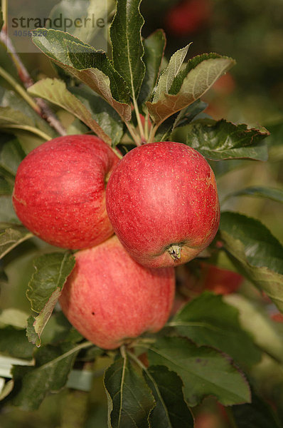 Reife Äpfel am Zweig  Kent  England  Großbritannien  Europa