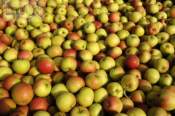 Geerntete Äpfel auf einer Plantage  Kent  England  Großbritannien  Europa