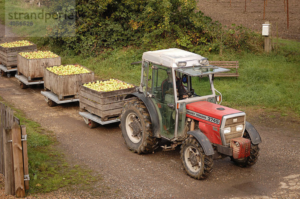 Geerntete Äpfel einer Apfelplantage werden von Traktor gezogen zum Lagerhaus gefahren  Kent  England  Großbritannien  Europa