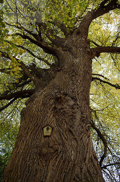 Alte Linde (Tilia platyphylla) als Naturdenkmal  Pinnow  Mecklenburg-Vorpommern  Deutschland  Europa