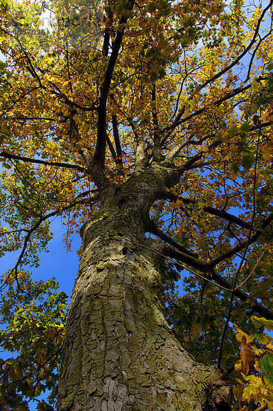 Bergahorn (Acer pseudoplatanus) in der Herbstfärbung  Schwerin  Mecklenburg-Vorpommern  Deutschland  Europa