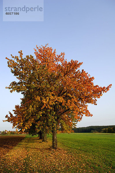 Kirschbaum im Herbstlaub  Eckental  Mittelfranken  Bayern  Deutschland  Europa