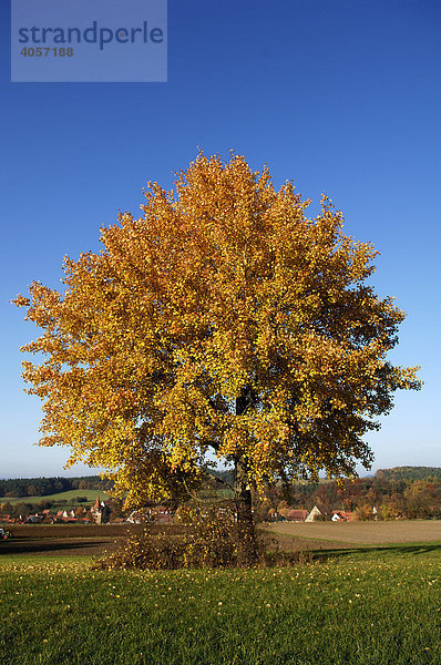 Zitterpappel  Espe (Populus tremula L.) im Herbstlaub gegen blauen Himmel  hinten fränkisches Dorf  Neunhof/Lauf  Mittelfranken  Bayern  Deutschland  Europa