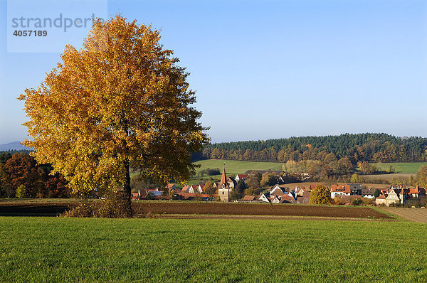 Fränkisches Dorf  vorne Zitterpappel  Espe (Populus tremula L.) im Herbstlaub  Neunhof/Lauf  Mittelfranken  Bayern  Deutschland  Europa