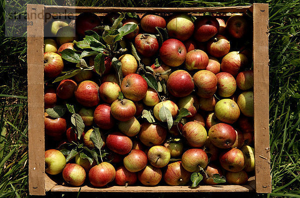 Frisch gepflückte Äpfel mit Blättern in einer Kiste  Eckental  Mittelfranken  Bayern  Deutschland  Europa
