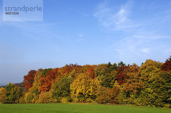 Bunter Herbstwald  Höfles  Oberfranken  Bayern  Deutschland  Europa