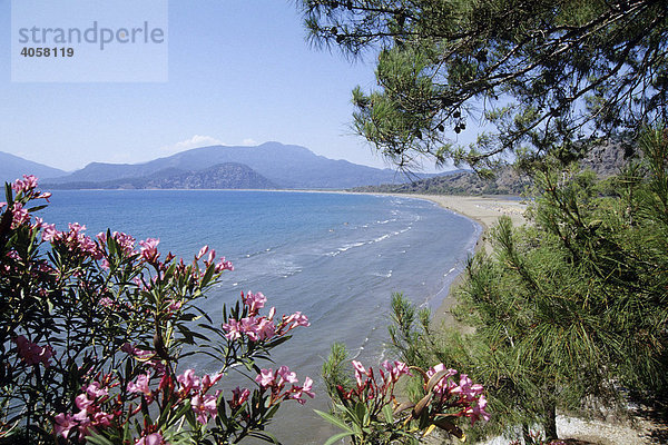 Naturschutzgebiet mit Oleander  Iztuzu Strand  Turtle Beach  Dalyan  Provinz Mugla  Mittelmeer  Türkei