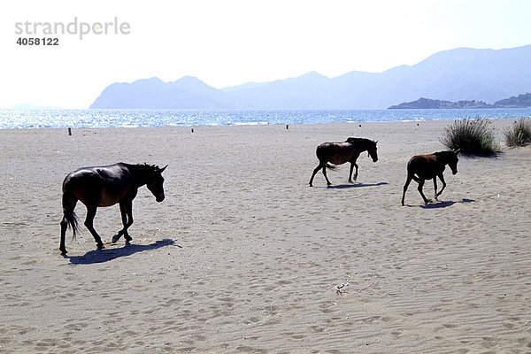 Pferde im Naturschutzgebiet  Iztuzu Strand  Turtle Beach  Dalyan  Provinz Mugla  Mittelmeer  Türkei