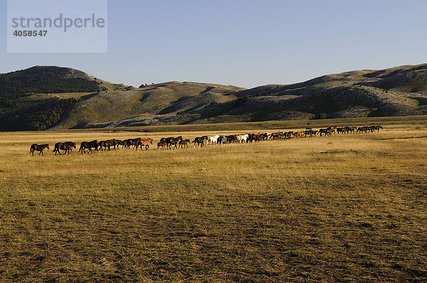 Pferdeherde auf dem Campo Imperatore  Abruzzen  Italien  Europa