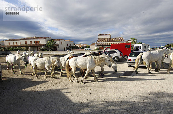 Weiße Pferde in Saintes Maries de la Mer  La Camargue  Provence  Frankreich  Europa
