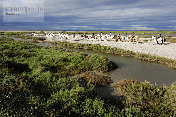 Pferde bei Saintes Maries de la Mer  La Camargue  Provence  Frankreich  Europa