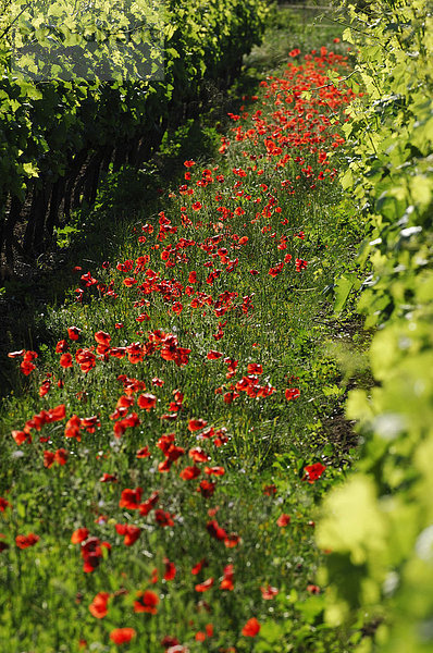 Weinberg und Mohnblumen bei Chauteauneuf du Pape  Provence  Frankreich  Europa