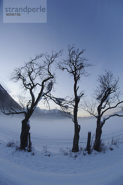 Verschneite Winterlandschaft bei Bayrischzell  Bayrische Alpen  Bayern  Deutschland  Europa
