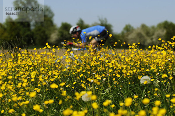 Rennradfahrer  Racebiker  blühende Wiese  Söllhuben  Chiemgau  Bayern  Deutschland  Europa