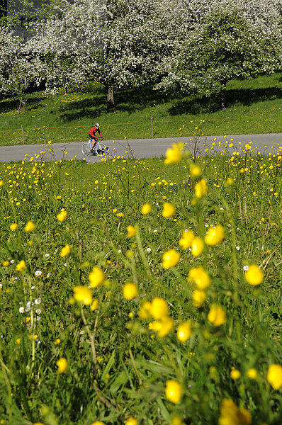 BLumenwiese mit Rennradfahrer  Racebiker  Samerberg  Chiemgau  Bayern  Deutschland  Europa